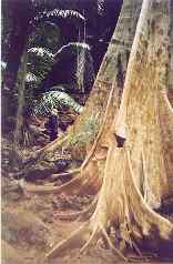 Big tree in Krabi